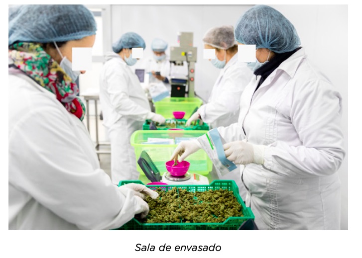 Sala envasado cannabis Farmacia